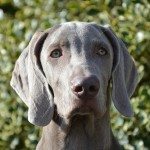 גורי וימרנר – אילוף כלבי ויימרנר