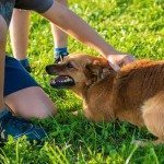 הפרעות קשב וריכוז – טיפול באמצעות בעלי חיים