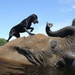 חברות מיוחדת בין פיל וכלב