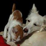 כלבים וחתולים – הקרב על המיטה