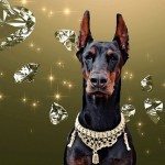 ביגוד, אקססוריז ותכשיטים – לכלבים מפונקים