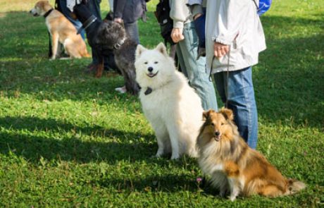 קורס אילוף כלבים – להפוך תחביב למקצוע