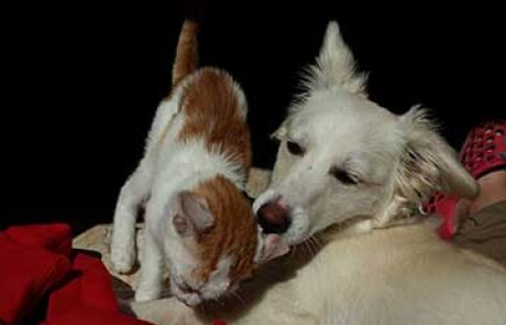 כלבים וחתולים – הקרב על המיטה